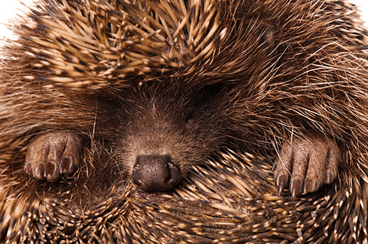 Hedgehog