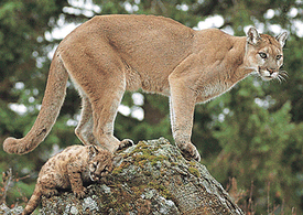 Mountain lion