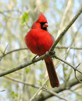 Male cardinals have bright red feathers